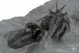 Two Devil Horned Cyphaspis Trilobites - Mrakib, Morocco #350496-4